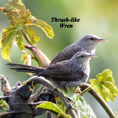 Thrush-like Wren